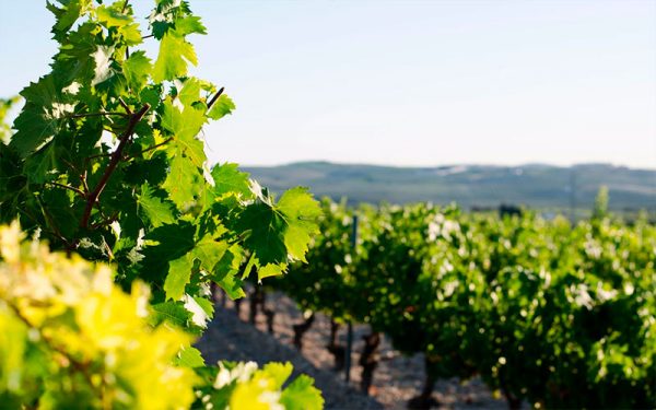 viñedo-1
