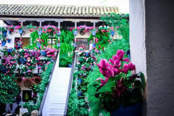 Patios de Córdoba - Imagen 3