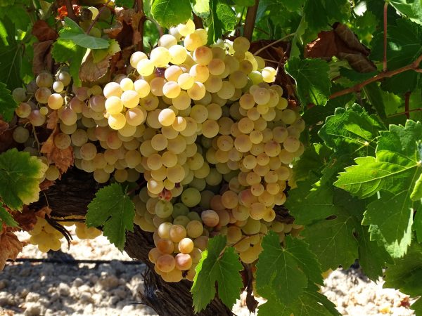 Bodegas Pérez Barquero - Imagen 3