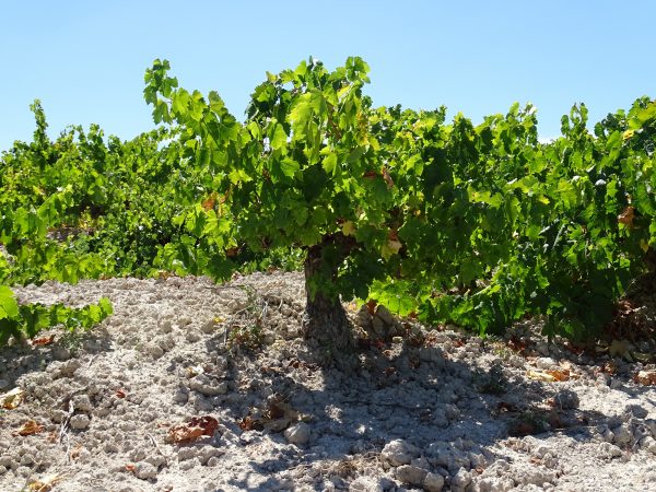 Bodegas Pérez Barquero - Imagen 9