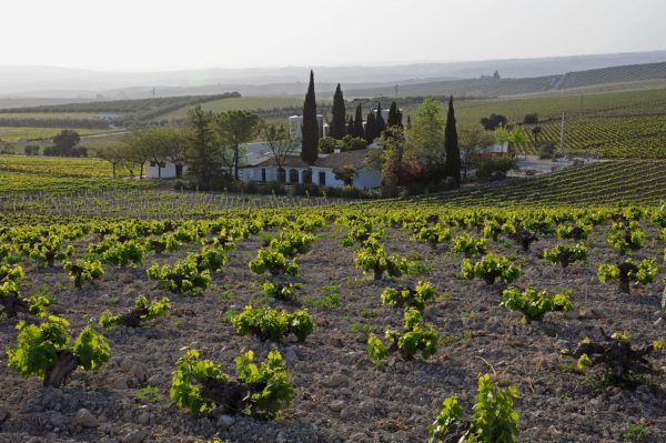 Bodegas Pérez Barquero - Imagen 6