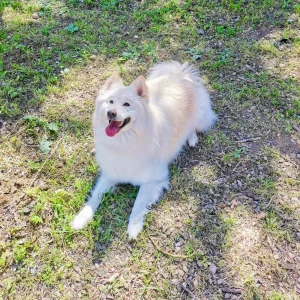 Maskotas Hotel Canino Córdoba